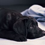 ФОТО: Собака и темная комната 20 достопримечательности