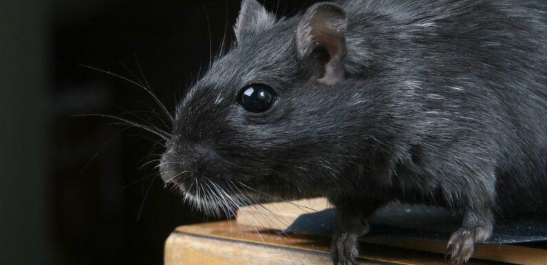 ФОТО: Черная крыса