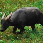 ФОТО: Карликовый буйвол 19 Аллергия у собак