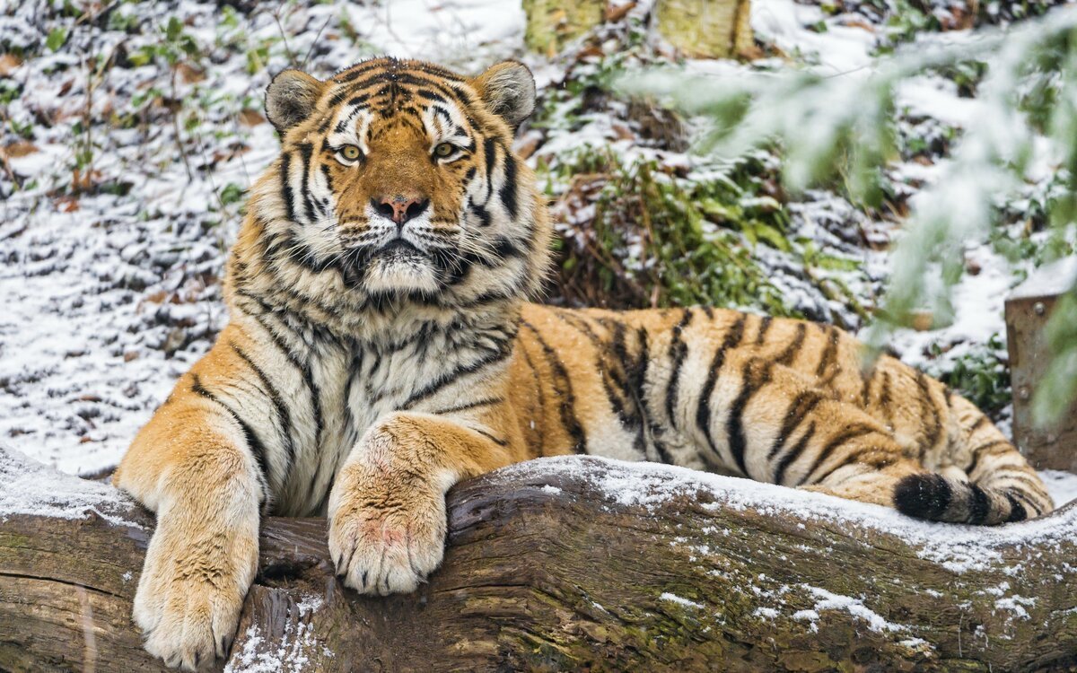 ФОТО: Мазандаранский тигр 4
