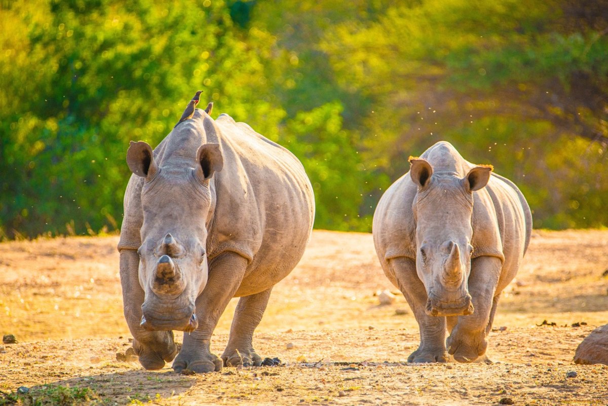 ФОТО: Носороги 2