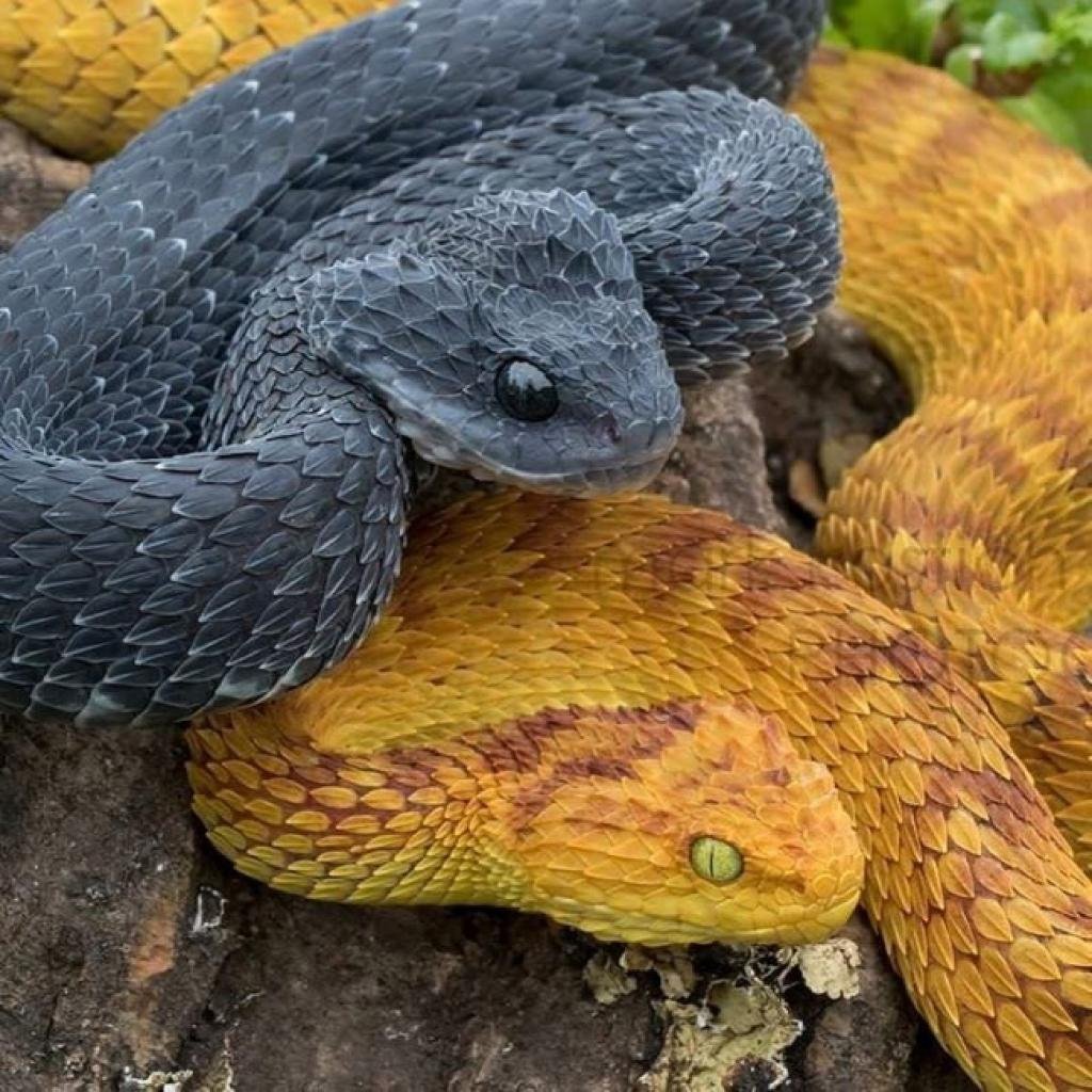 ФОТО: Самые ядовитые змеи в мире 7
