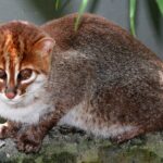 Суматранская кошка - подборка уникальных фото 10 бальзомирование