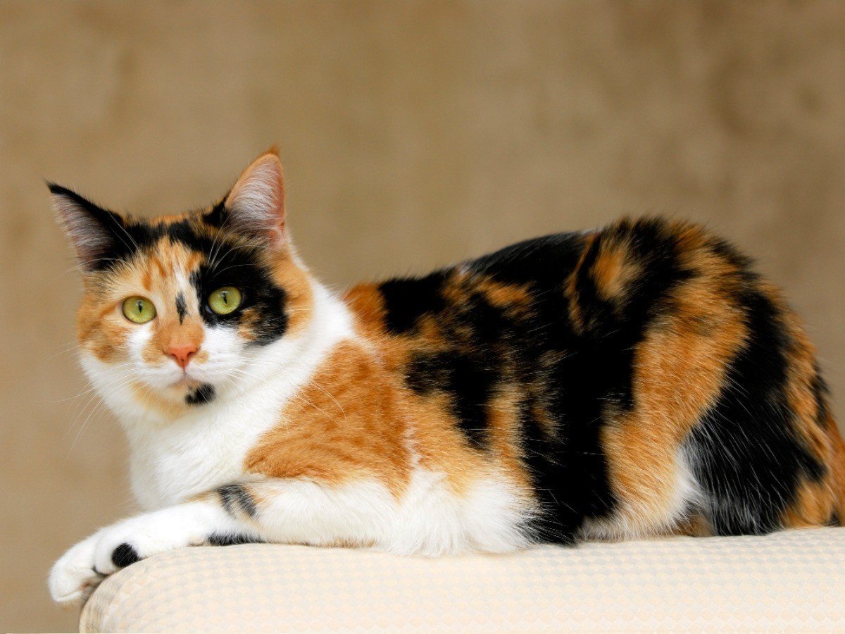 ФОТО: Трехцветные кошки 2