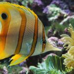 ФОТО: Красивые рыбки 25 Алина Ланина
