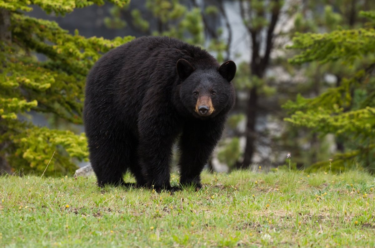 ФОТО: Барибал медведь 6
