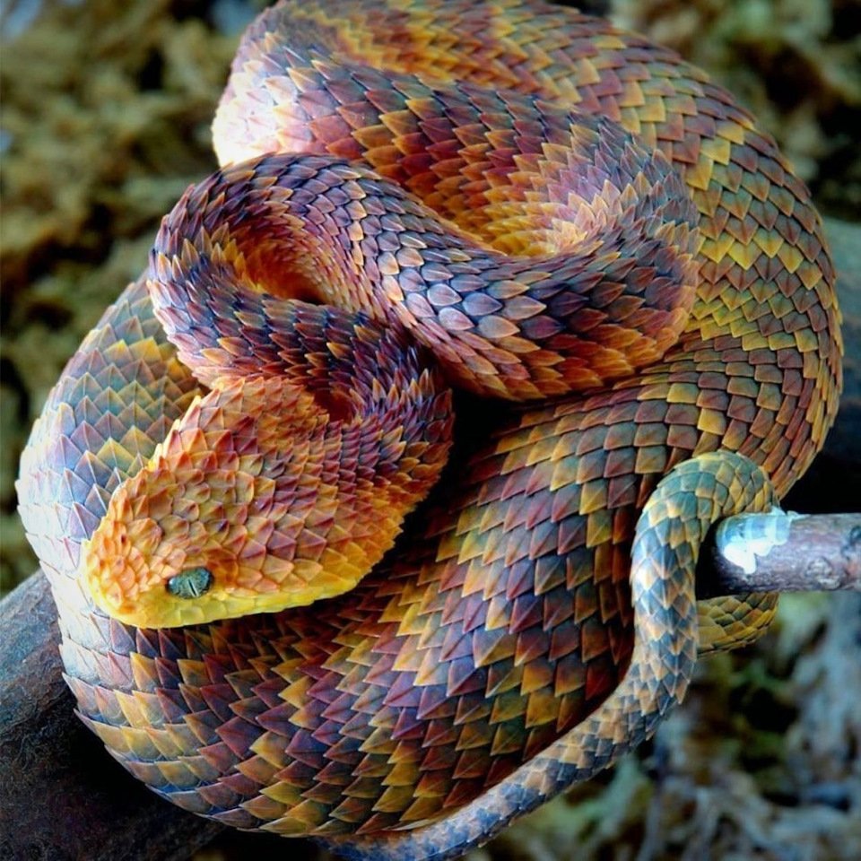 ФОТО: Самые ядовитые змеи в мире 5