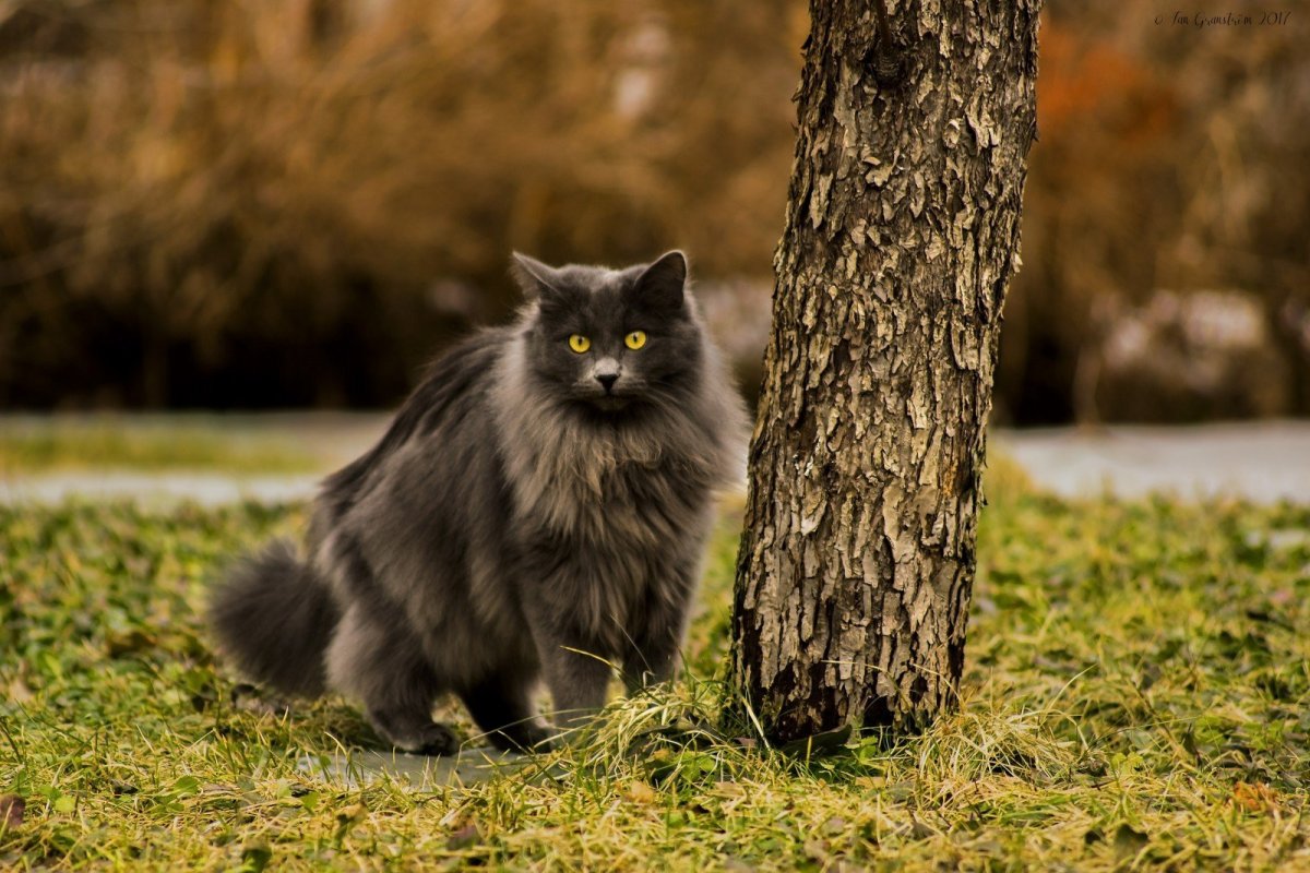 ФОТО: Норвежский лесной кот 3
