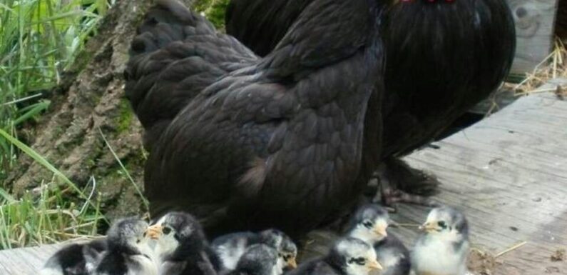 ФОТО: Московская черная порода кур