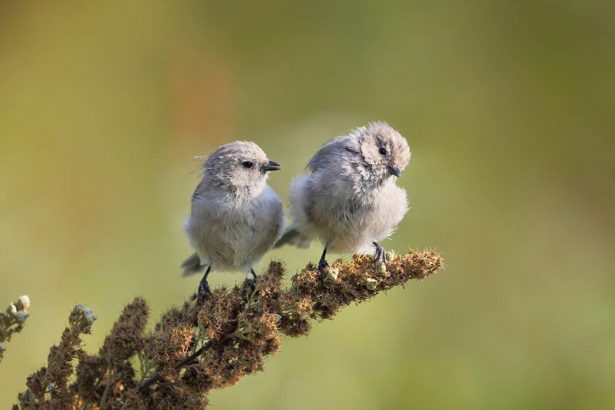 ФОТО: Птенцы маленьких птиц 9