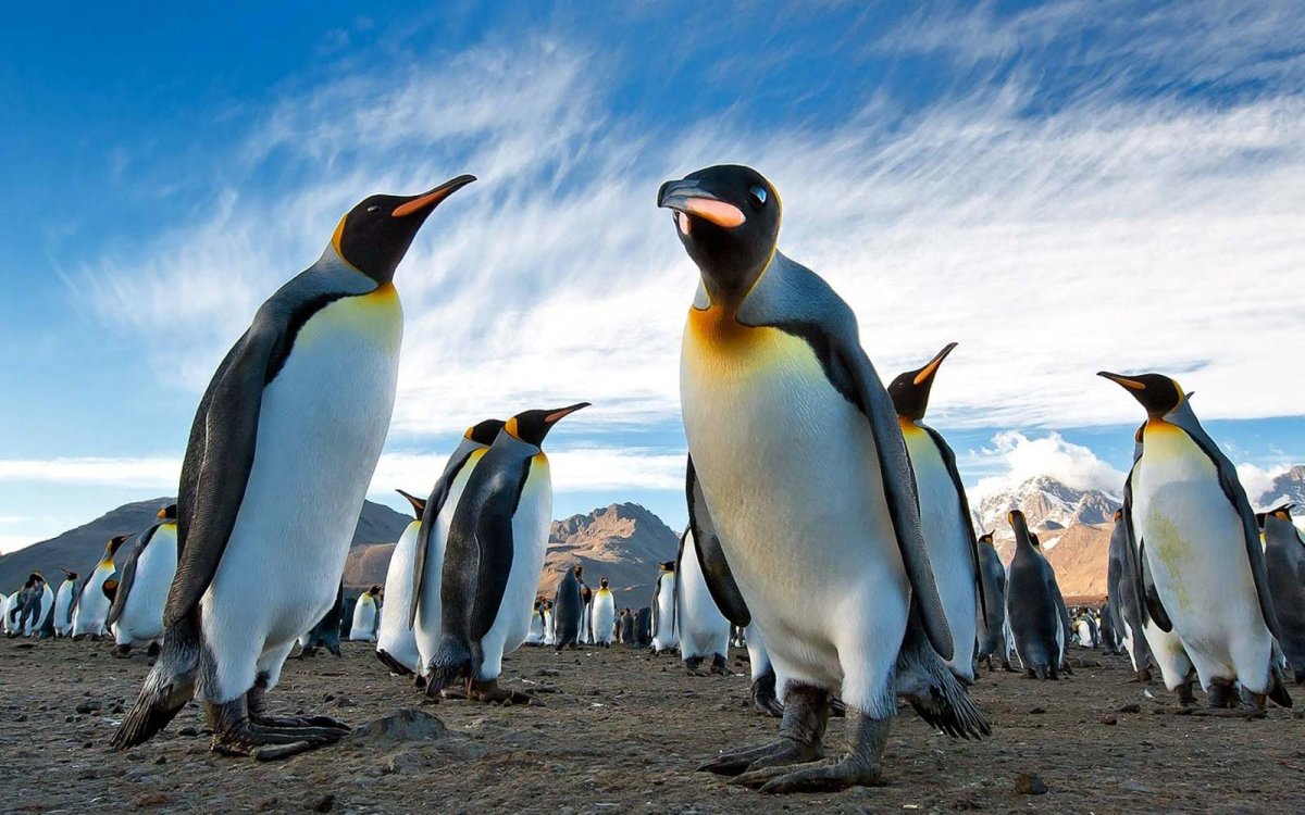 ФОТО: Виды пингвинов 4