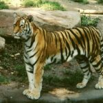 ФОТО: Туранский тигр 14 хомяк