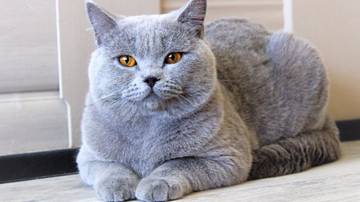 ФОТО: Кошка британская голубая 6
