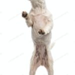 ФОТО: Собачка на задних лапах 22 Английский лабрадор