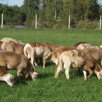 ФОТО: Катумские овцы 7 Игги Азалия