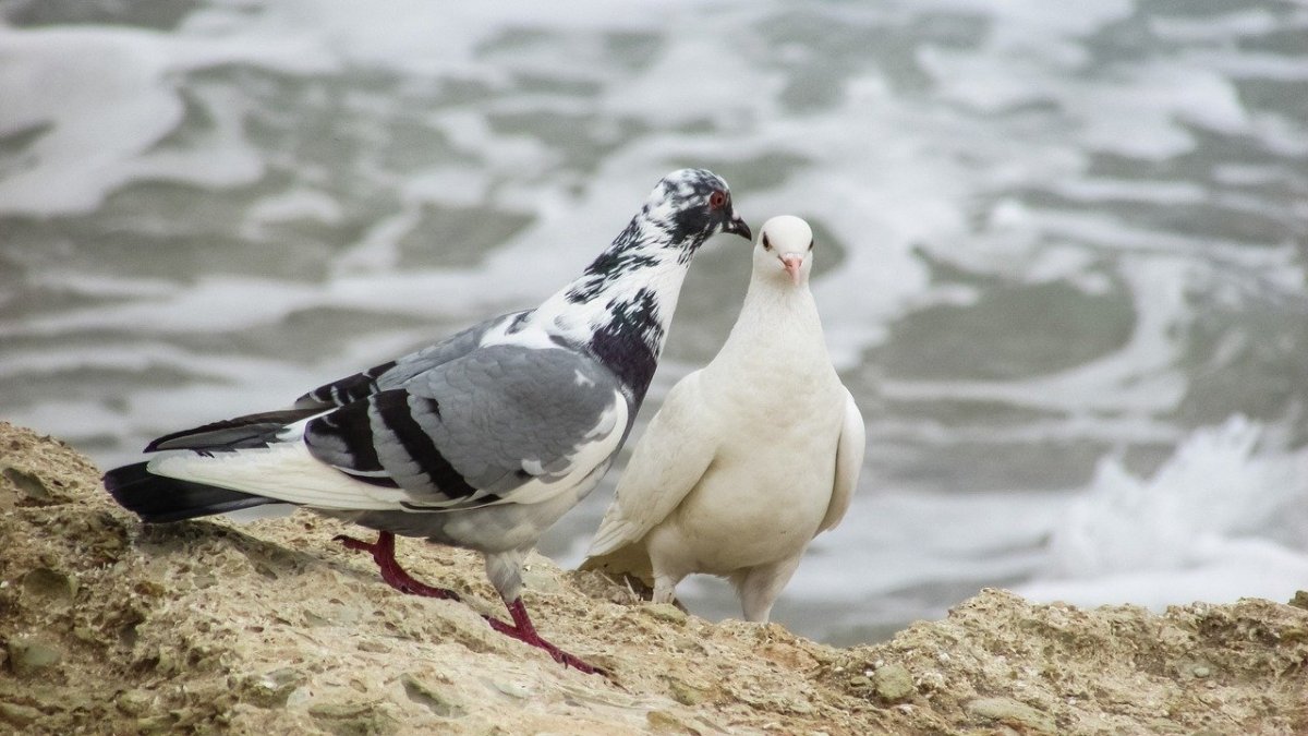 ФОТО: Мальтийский голубь 4