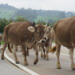 ФОТО: Швицкая порода коров 31 девушки