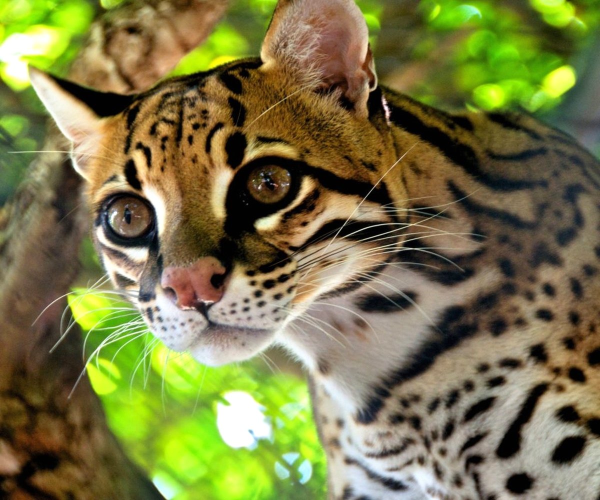 ФОТО: Азиатский леопардовый кот 3