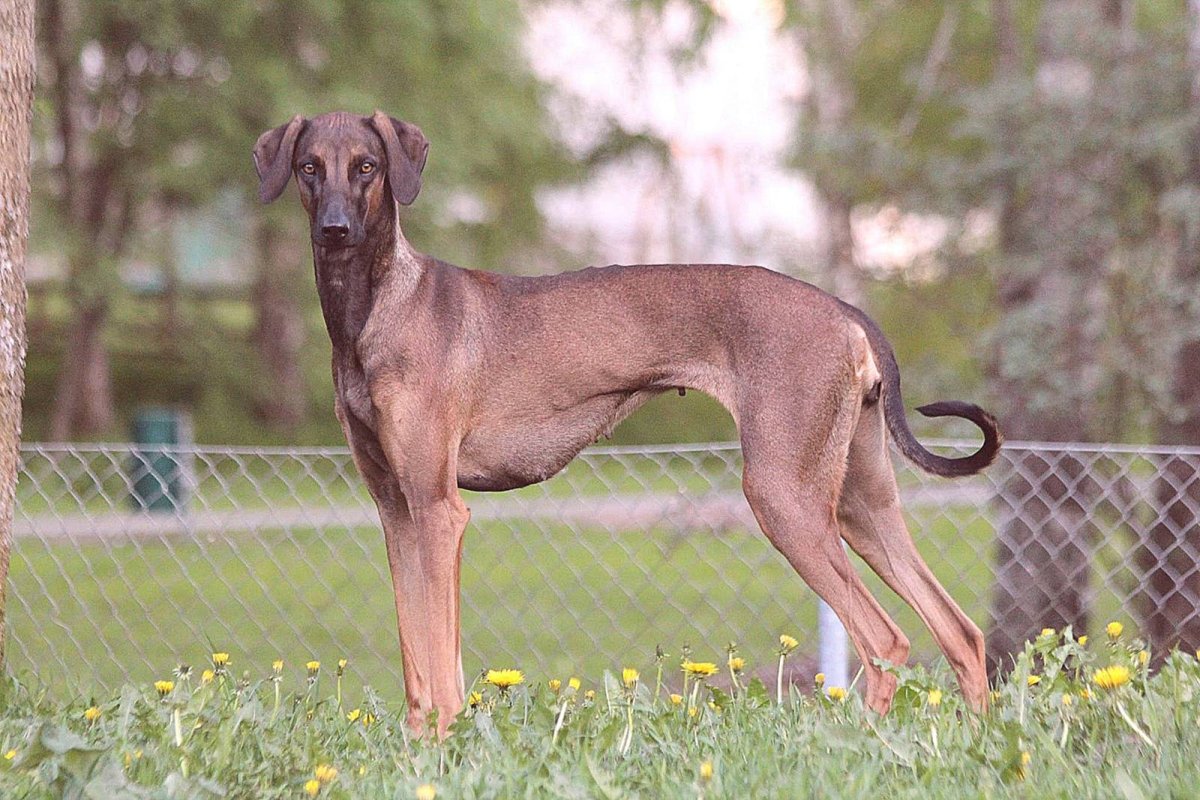 Самая редкая порода собак в мире (ФОТО) 1