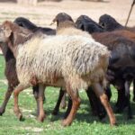 Курдючные овцы - редкие кадры 19 достопримечательности