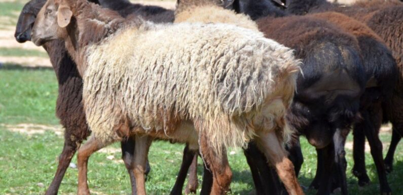 ФОТО: Курдючные овцы