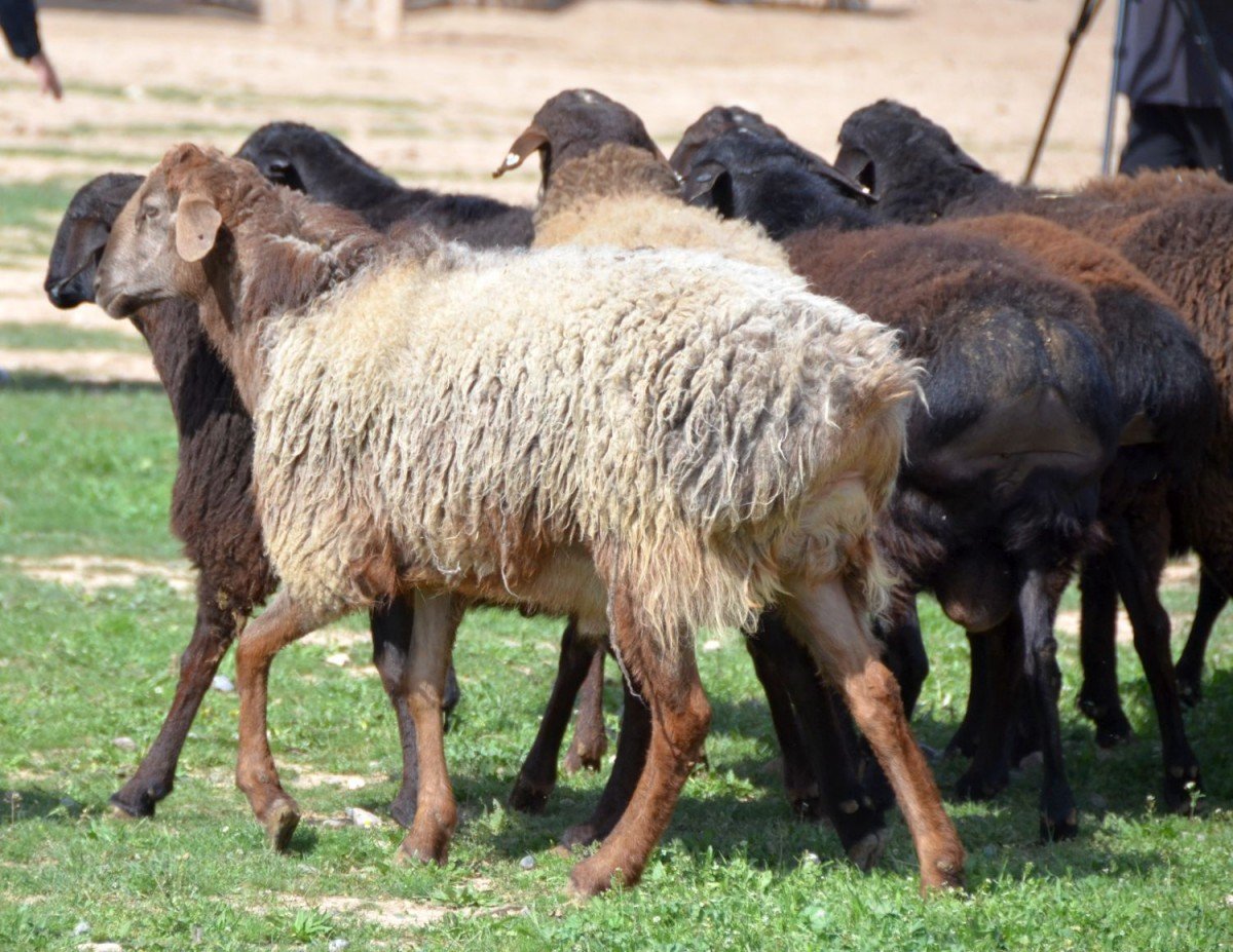 ФОТО: Курдючные овцы 1