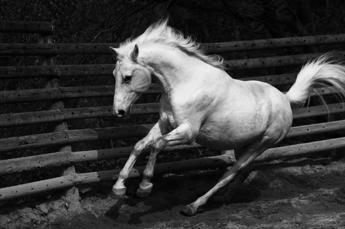 ФОТО: Пристяжная лошадь 8