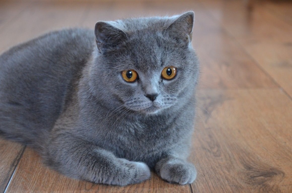 ФОТО: Кошка британская голубая 3