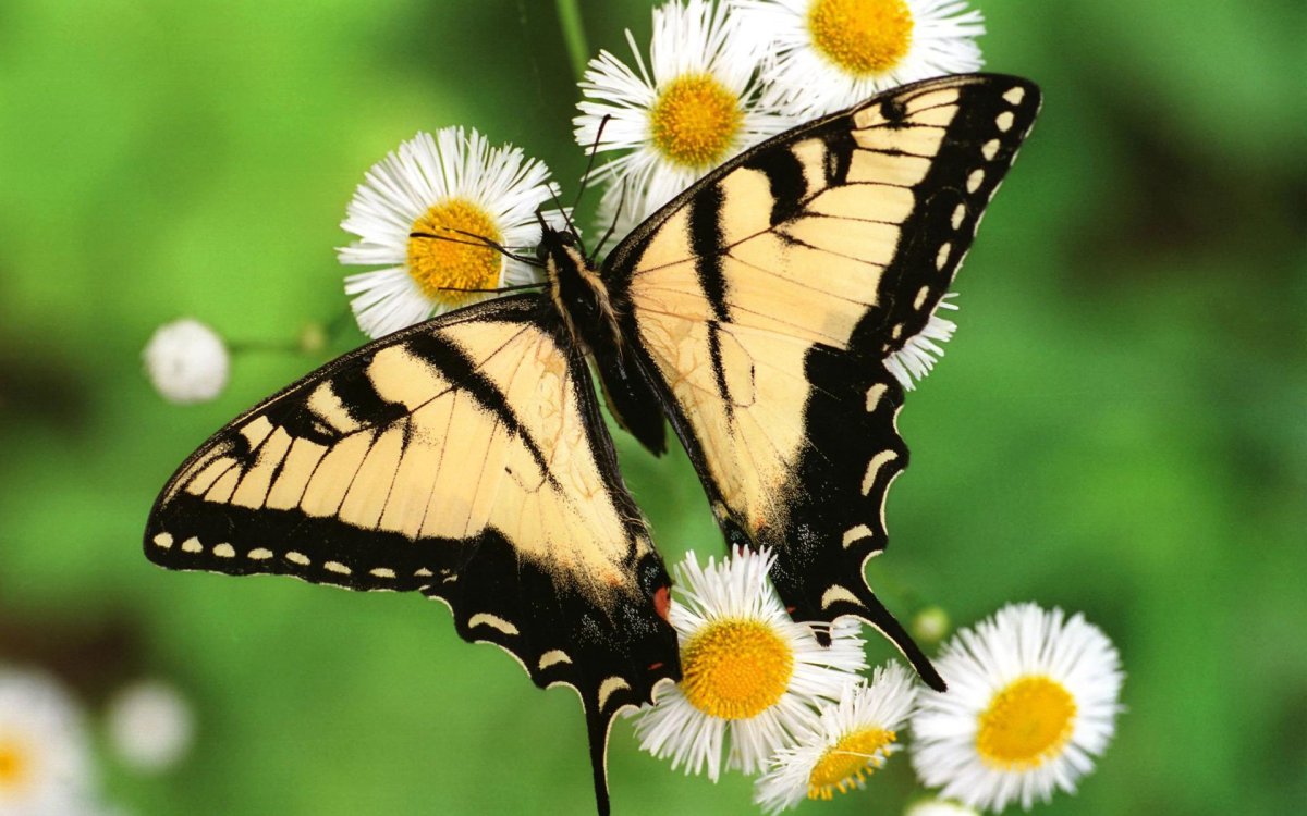ФОТО: Живые бабочки 6