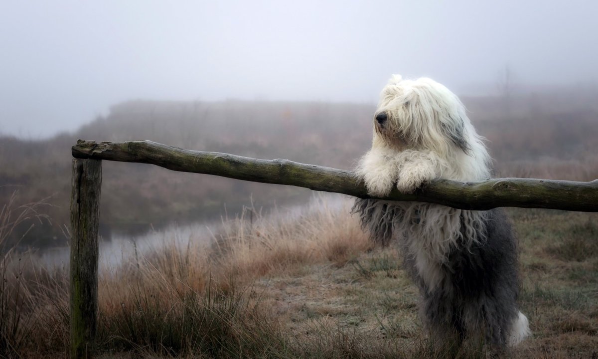ФОТО: Большая лохматая собака 2