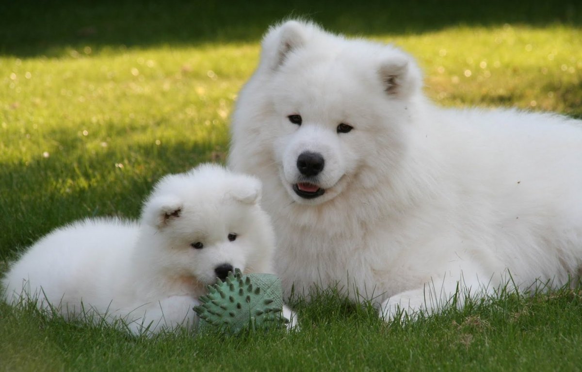 ФОТО: Большая белая пушистая собака 6