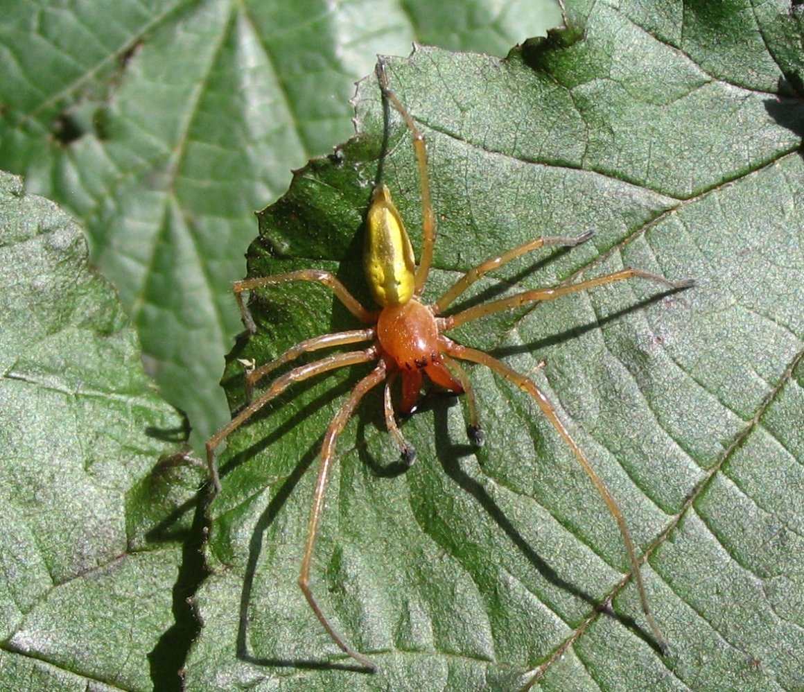ФОТО: Желтосумный колющий паук 7