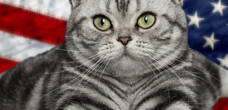 ФОТО: Американская короткошерстная кошка