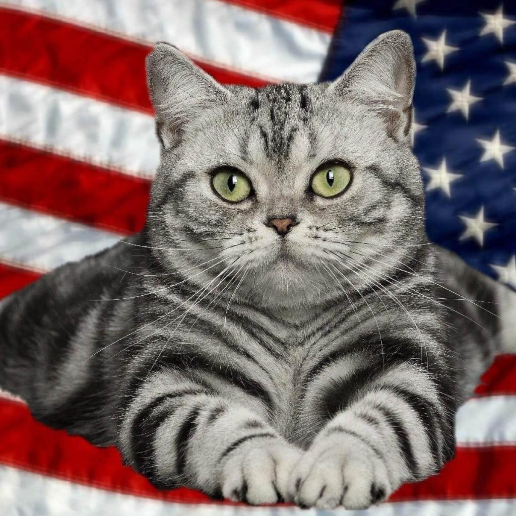 ФОТО: Американская короткошерстная кошка 1
