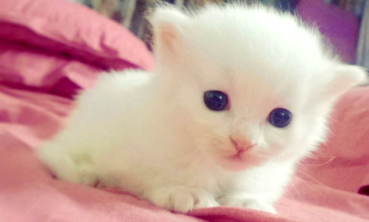ФОТО: Маленький белый котенок 5