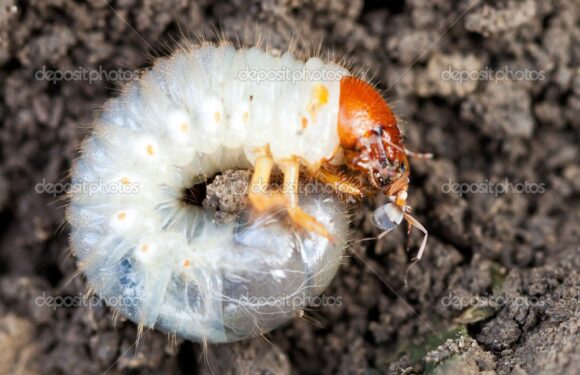 ФОТО: Личинка майского жука