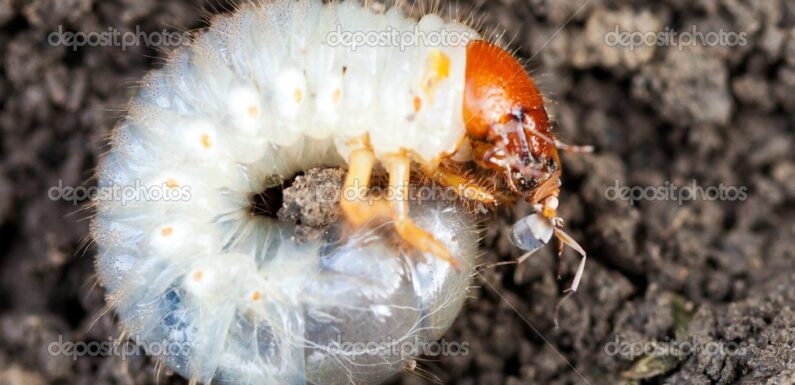 ФОТО: Личинка майского жука