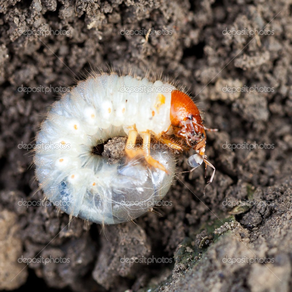 ФОТО: Личинка майского жука 1