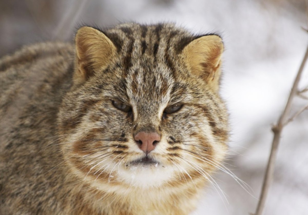 ФОТО: Амурский лесной кот 1