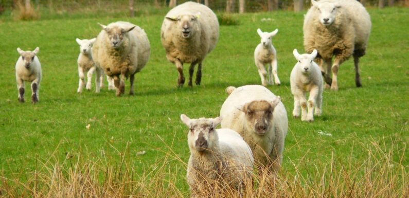 ФОТО: Белтекс овцы