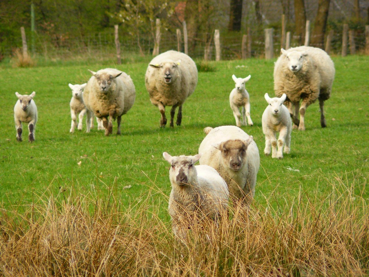 ФОТО: Белтекс овцы 1