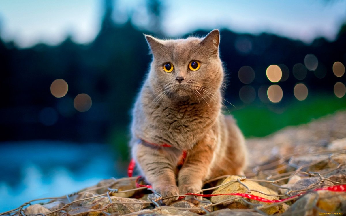 ФОТО: Британская кошка 5