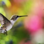ФОТО: Птицы и пчелы 11