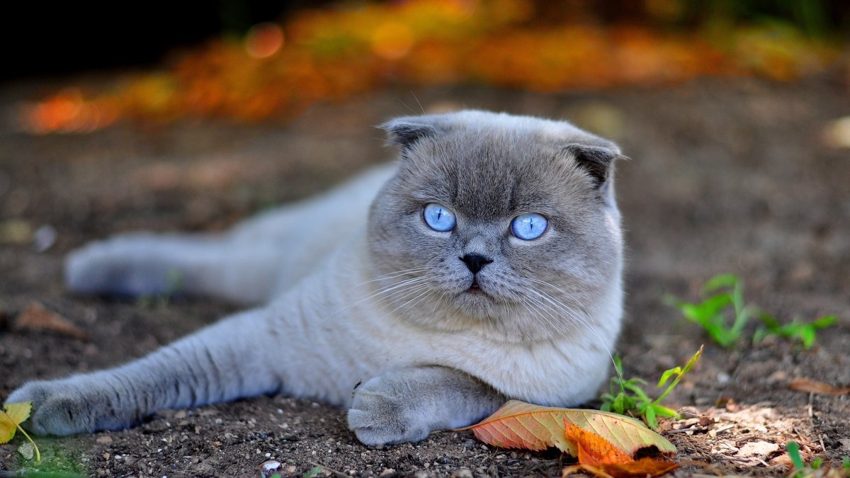 ФОТО: Британская кошка 4