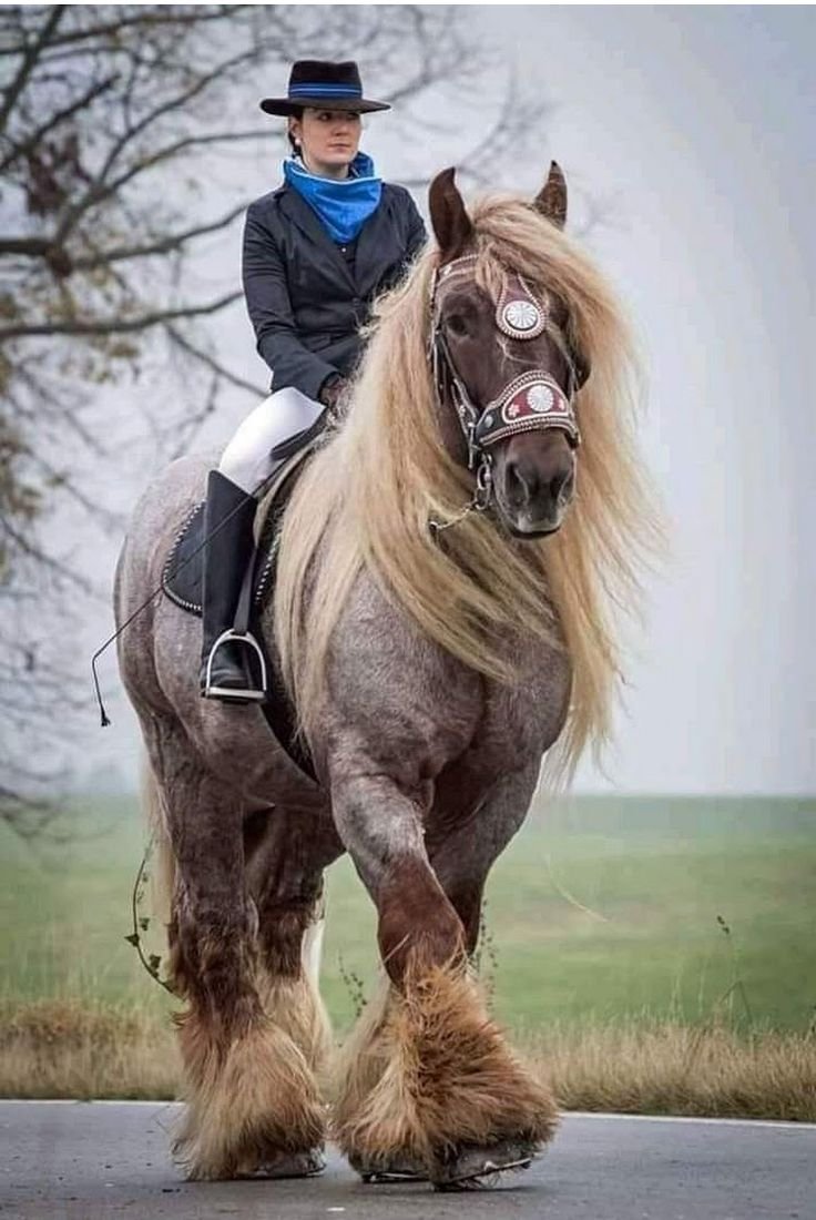 ФОТО: Богатырский конь 4