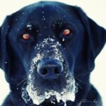Черная собака с голубыми глазами (ФОТО) 25 фото