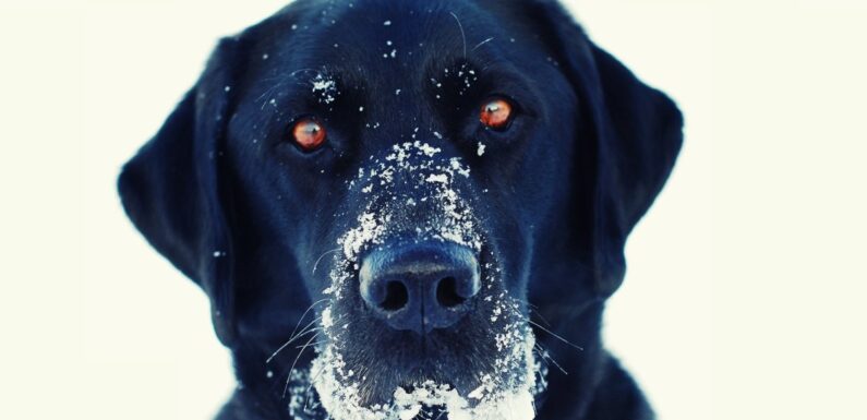Черная собака с голубыми глазами   (ФОТО)