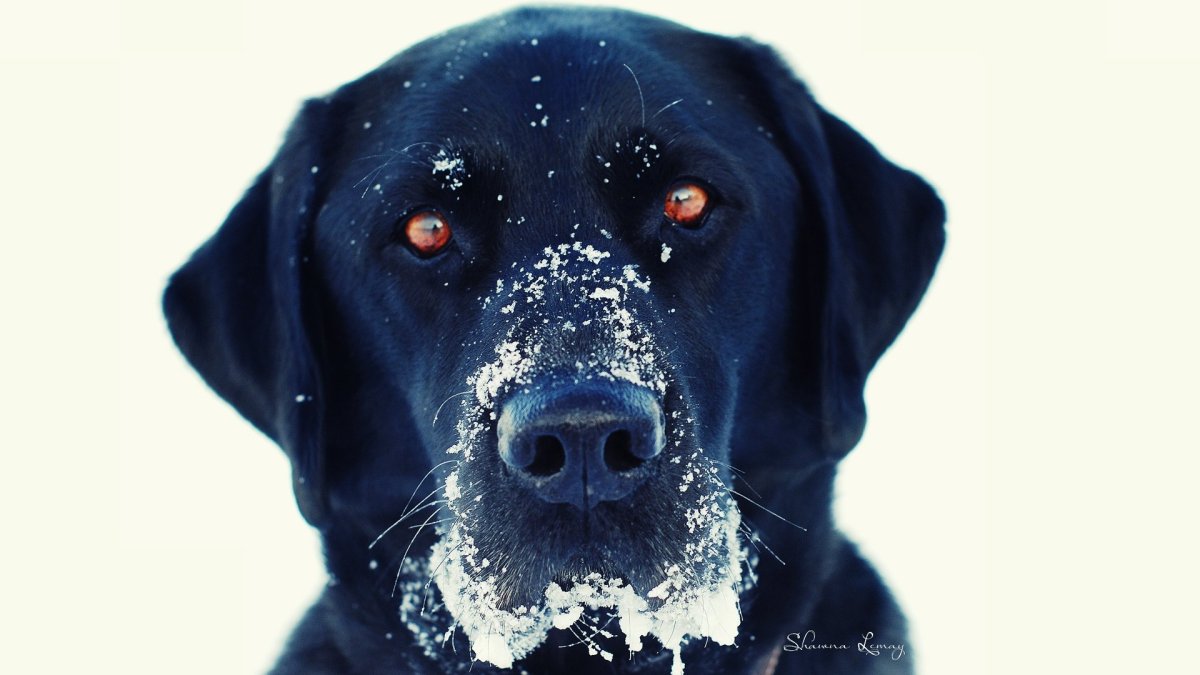 Черная собака с голубыми глазами (ФОТО) 1