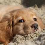 ФОТО: Песчаная собачка 7 блондинки в легинсах