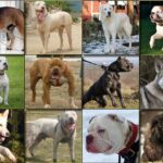 ФОТО: Запрещенные породы собак 22 Вита Сидоркина